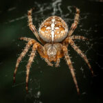 Миниатюра к