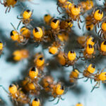 Миниатюра к