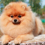 Миниатюра к