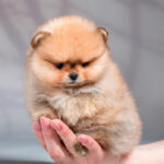 Миниатюра к