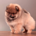 Миниатюра к