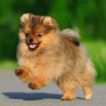 Миниатюра к