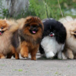 Миниатюра к