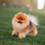 Миниатюра к