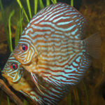 Миниатюра к