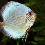 Миниатюра к