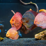 Миниатюра к