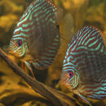 Миниатюра к