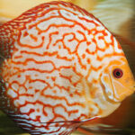 Миниатюра к