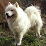 Миниатюра к