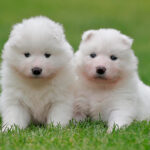 Миниатюра к