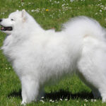 Миниатюра к