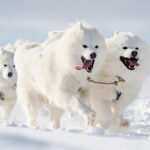 Миниатюра к