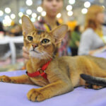 Миниатюра к