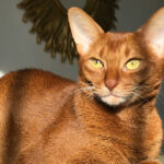 Миниатюра к