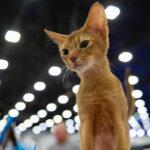 Миниатюра к