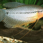 Миниатюра к 