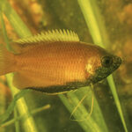 Миниатюра к 