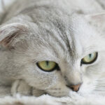 Миниатюра к