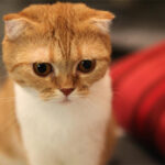 Миниатюра к