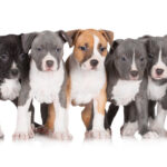 Миниатюра к 