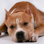 Миниатюра к 