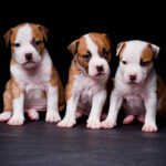 Миниатюра к 