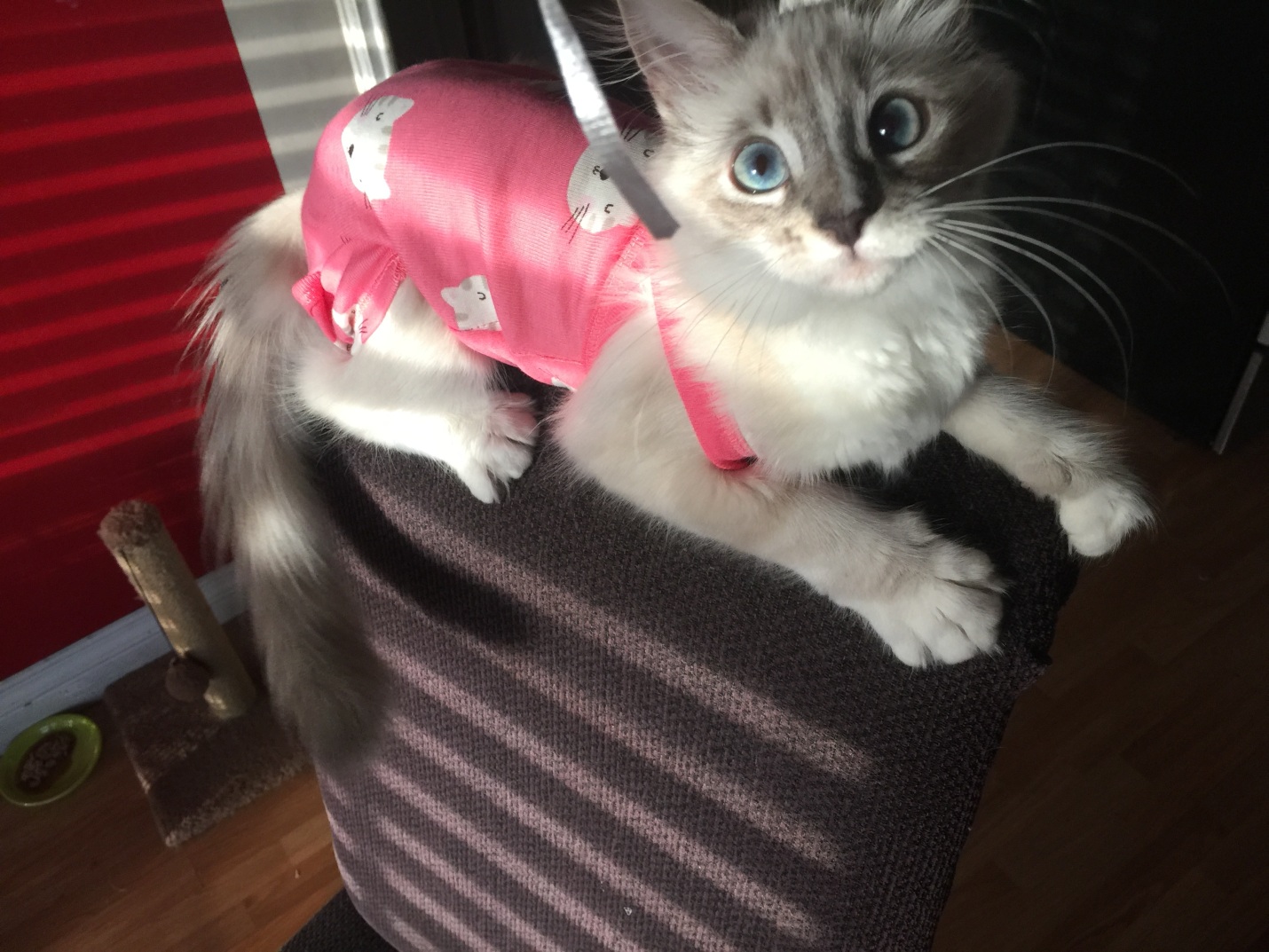 Необходимо контролировать действия кошки и удерживать ее от бега и прыжков. Необходимо контролировать действия кошки и удерживать ее от бега и прыжков.