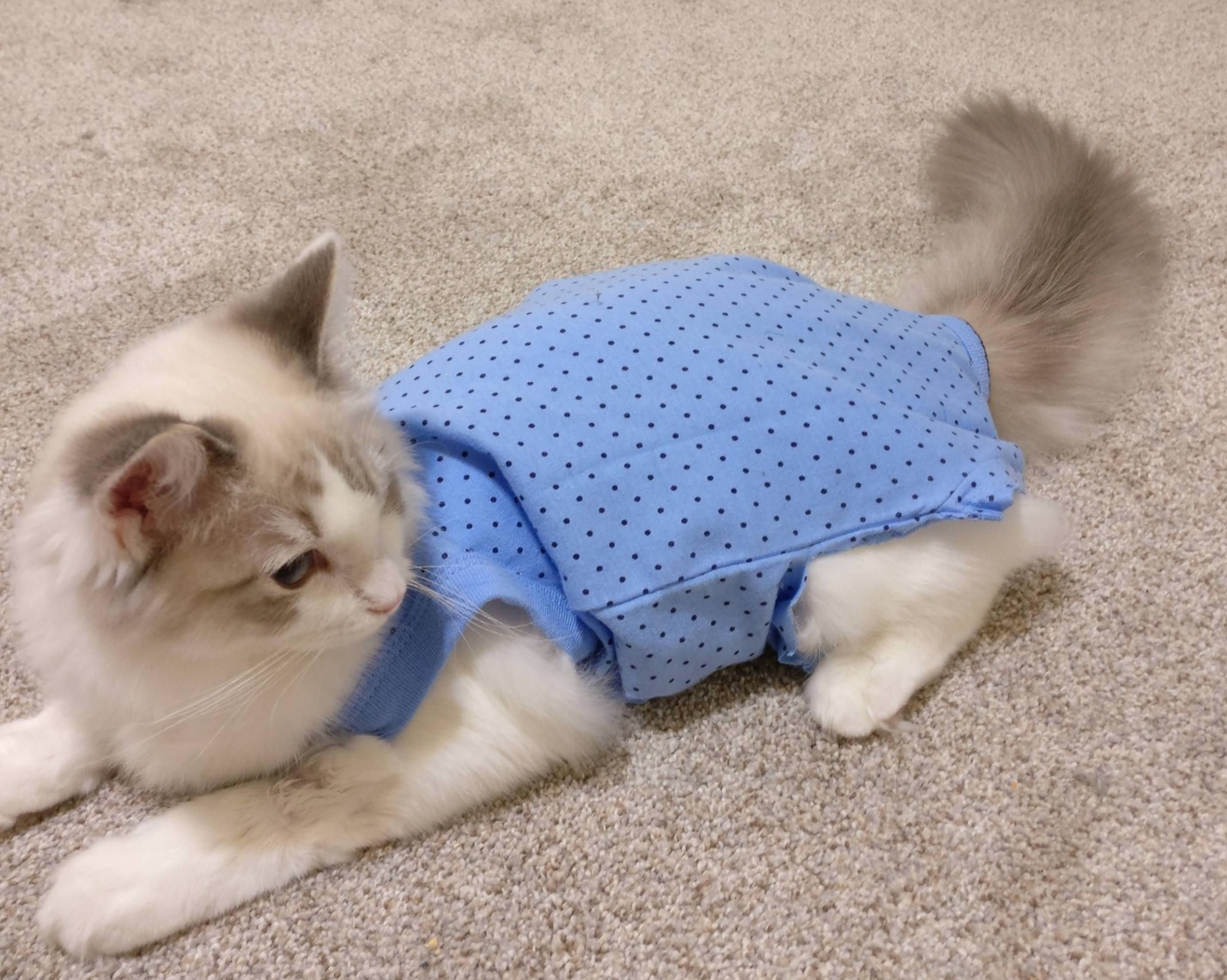 На владельца животного возлагается ответственность по уходу за питомцем На владельца животного возлагается ответственность по уходу за питомцем