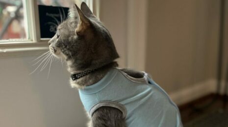 Как обработать швы после стерилизации