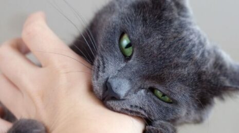 Как отучить кошку кусаться и царапаться?