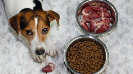 Как перевести собаку на сухой корм?