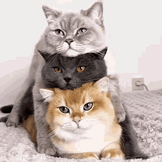 Как подружить кошку с другими кошками