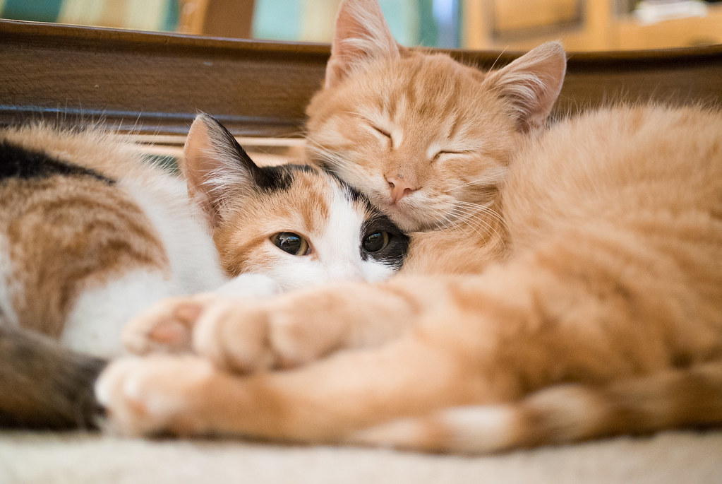 Как подружить кошку с другими кошками? Как подружить кошку с другими кошками?