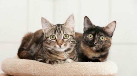 Как подружить кошку с другими кошками?