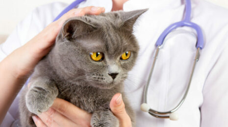 Как понять, что кошка заболела