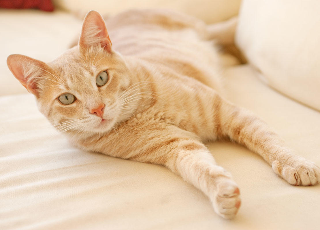 Как ухаживать за кошкой после стерилизации? Как ухаживать за кошкой после стерилизации?