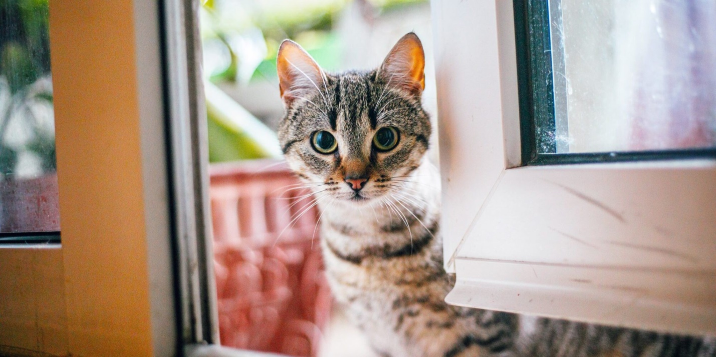 Как ухаживать за кошкой после стерилизации? Как ухаживать за кошкой после стерилизации?