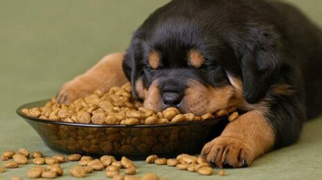 Как заставить собаку есть?