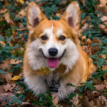 Миниатюра к 