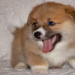 Миниатюра к 