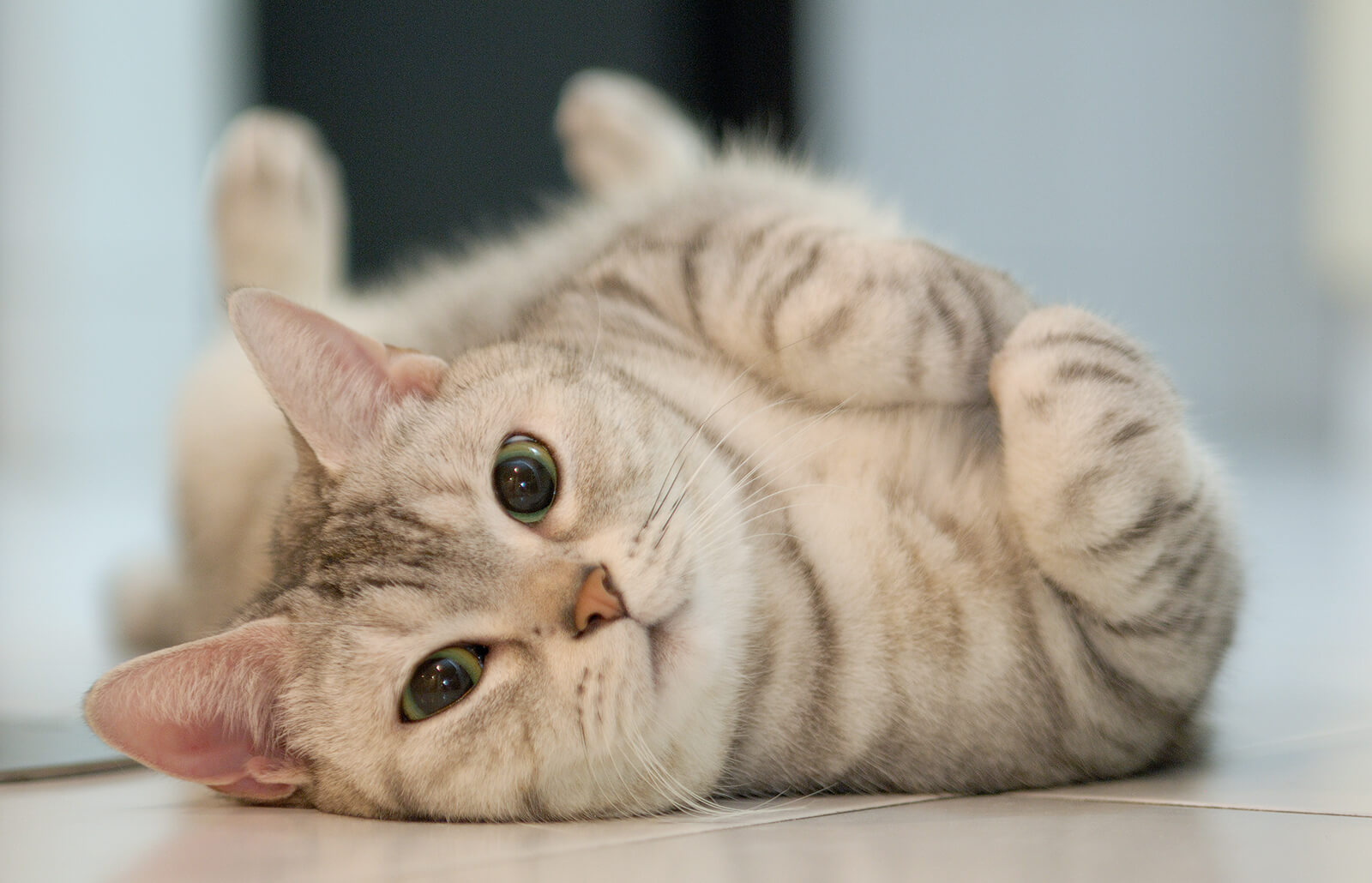 Кошка хочет кота, как успокоить Кошка хочет кота, как успокоить
