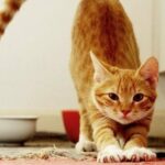 Кошка хочет кота, как успокоить