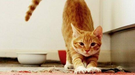 Кошка хочет кота, как успокоить