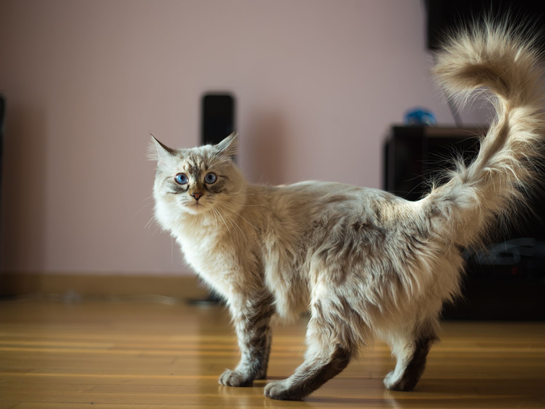 Кошка хочет кота, как успокоить Кошка хочет кота, как успокоить