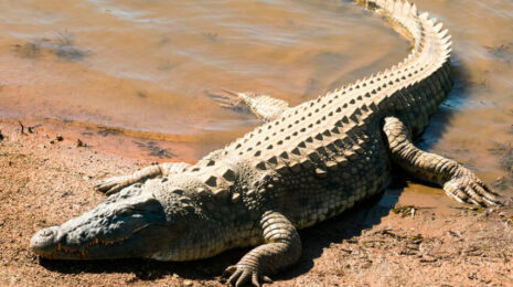 krokodily-283b6a7.jpg