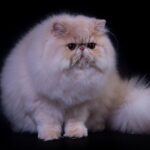 Миниатюра к