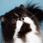 Миниатюра к