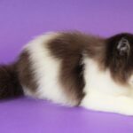 Миниатюра к