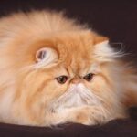 Миниатюра к http://persidskaja-koshka-b42d4cb.jpg